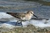 Dunlin (Calidris alpina) juvenile.jpg