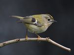 Goldcrest 1.jpg