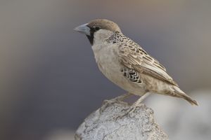 Philetairus socius (Etosha, 2013).jpg