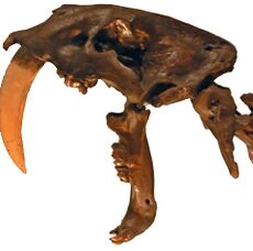 Smilodon fatalis, Pengo.jpg