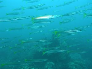 Photo of many long, skinny fish