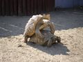 Pair of tortoises mate in a zoo