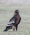 Aquila clanga from Tal Chapar Wildlife Sanctuary.jpg