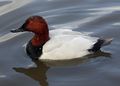 Canvasback at Slimbridge Wildfowl and Wetlands Centre, Gloucestershire, England
