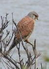 Common Kestrel 1.jpg