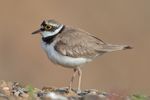 Flussregenpfeifer Little ringed plover.jpg